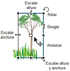 Tipos de transformación